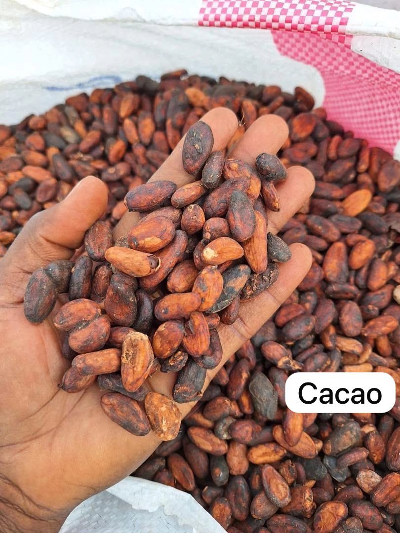 Hands holding a pile of dried cocoa beans